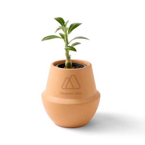 Modern Sprout 103087 - Modern Terracotta Grow Kit Bonsai