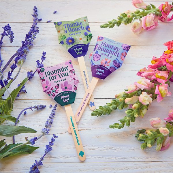 Modern Sprout 103175 - Flower Seed Pop